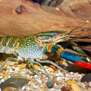 Bestpreis Rotscherenkrebs (Cherax quadricarinatus)